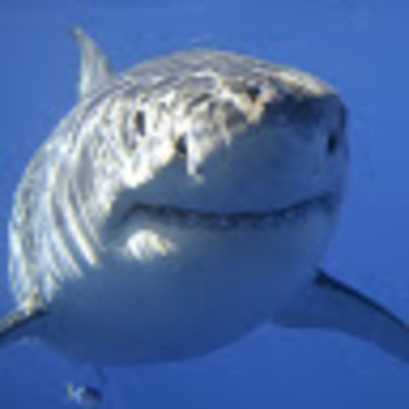 Meet your Posher, Hope - Picture 1 of 1